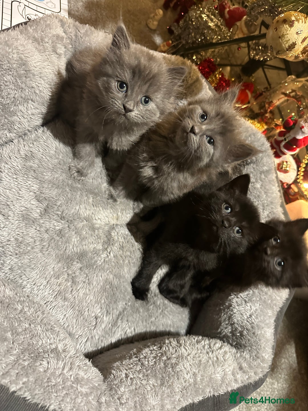 Scottish Fold cats for sale: 4 kittens 2 black and 2 grey Scottish fold kittens - Advert 6
