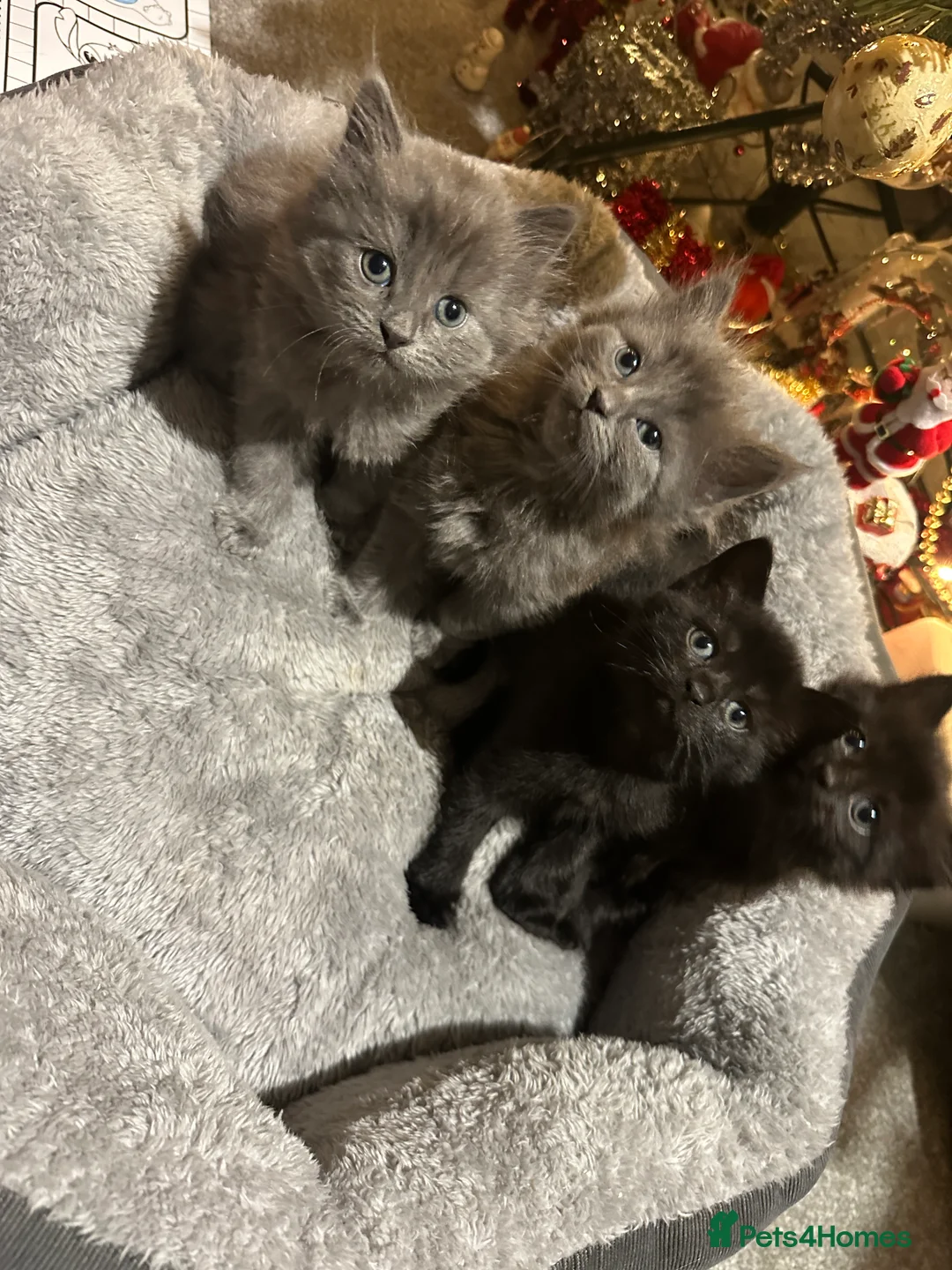 Scottish Fold cats for sale: 4 kittens 2 black and 2 grey Scottish fold kittens - Advert 6