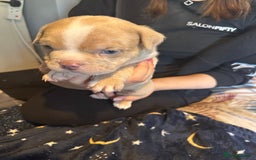 American Bully dogs for sale: ABKC REGISTERED Pocket Exotic/Extreme Bully PUPS! - Image 28