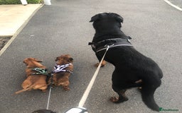 Rottweiler dogs for sale: Loveable friendly Rottweiler  - Image 3