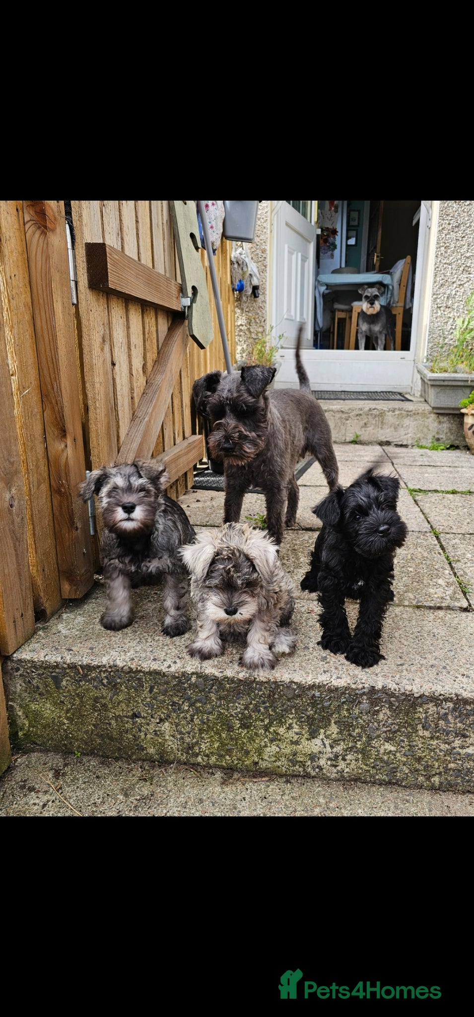 Miniature Schnauzer dogs  KC reg Miniature Schnauzer pups   - Advert 3