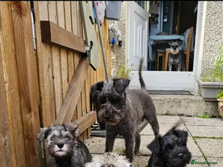 Miniature Schnauzer dogs KC reg Miniature Schnauzer pups - Advert 3