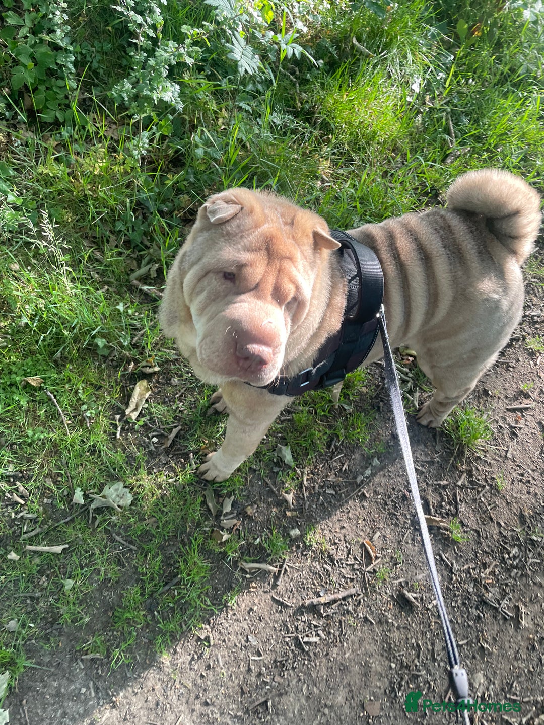 Shar Pei dogs for sale: New home needed - Image 2