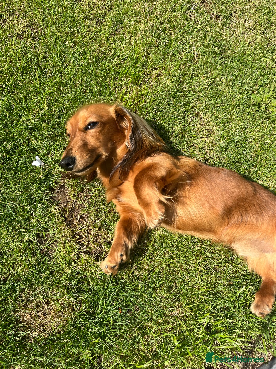 Miniature Dachshund dogs for stud: Miniature long haired dachshund boy  - Advert 7