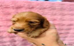Miniature Dachshund dogs for sale: Ready to leave 🐾 beautiful long hair miniatures  - Image 6