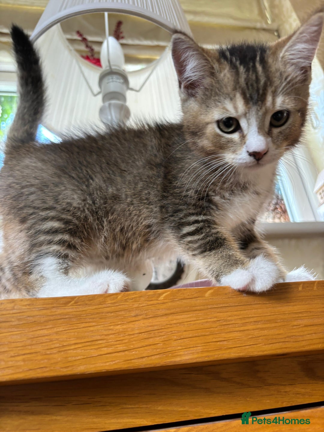 Mixed Breed cats for sale: 12 kittens 3 litters ready to reserve in St Albans - Image 15
