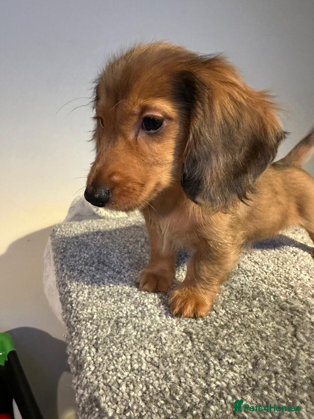 Miniature Dachshund dogs for sale: Ready now 🩵🩵🩵🩷 - Advert 14