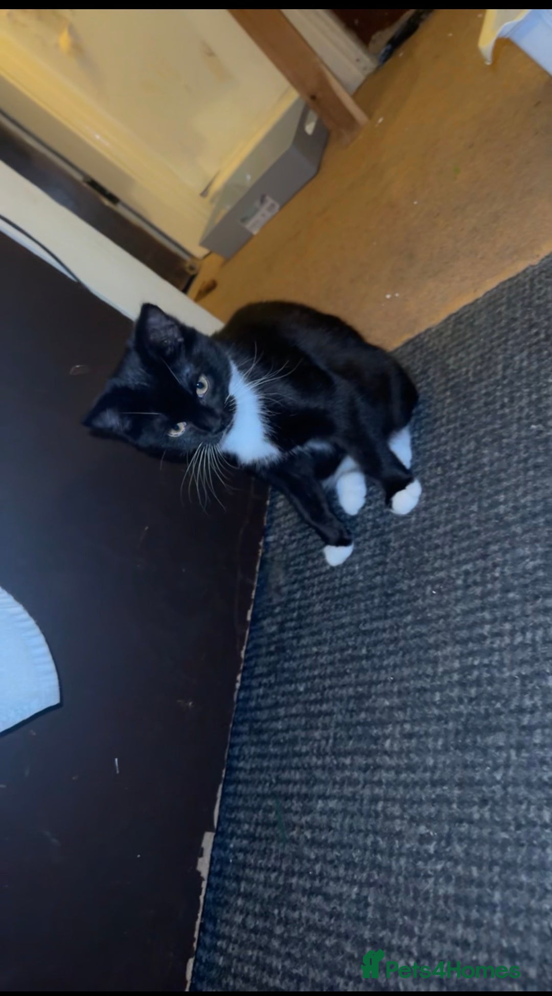 British Shorthair cats for sale: Mixed British Shorthair - Advert 2