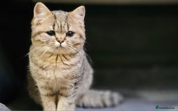 Mixed Breed cats for sale: Beautiful British Shorthair Tabby Female Kittens - Image 10