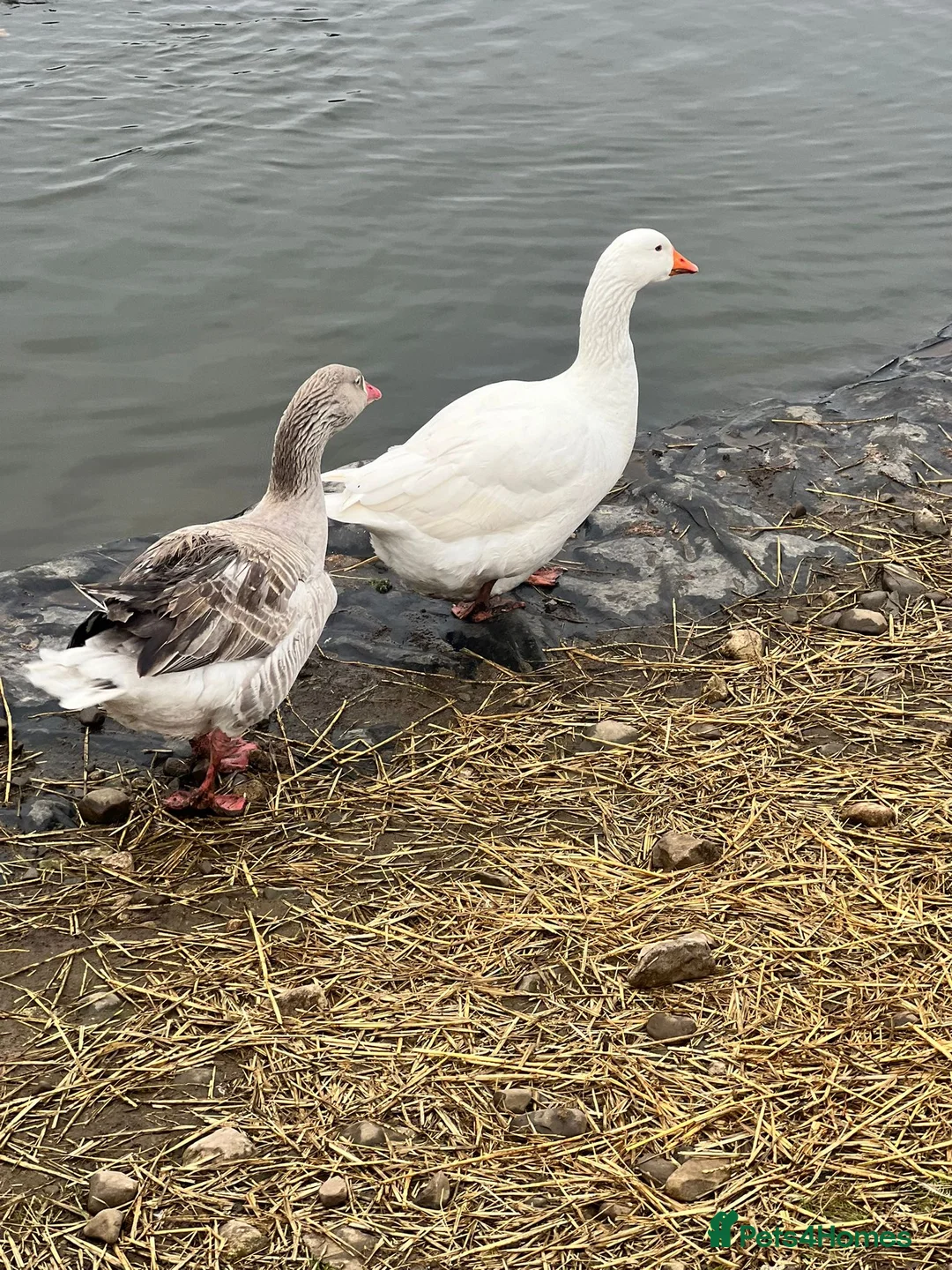 Geese poultry for sale: Embden goose hatching eggs - Advert 3