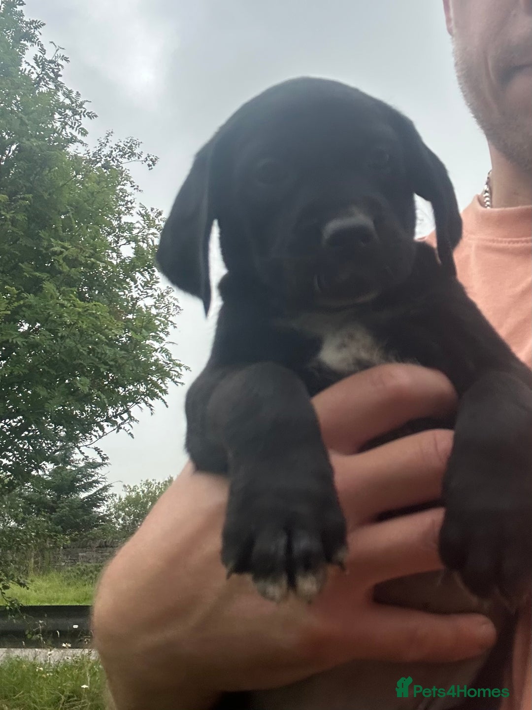 Mixed Breed dogs for sale: Dalmatian/Golden retriever cross puppies - Image 2