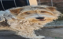 Fox Terrier dogs for adoption: Boris, fox terrier  - Image 2
