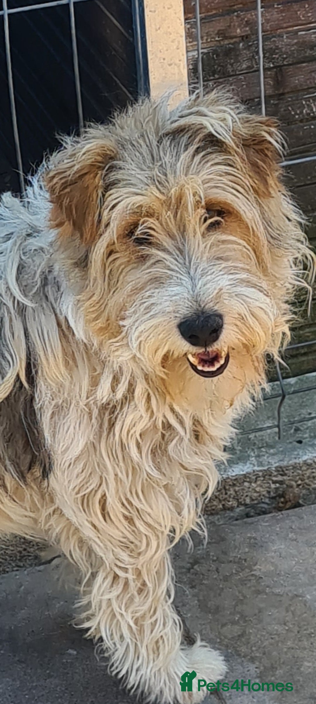 Fox Terrier dogs for adoption: Boris, fox terrier  - Image 2