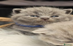 British Shorthair cats for sale: GCCF British Shorthair Kittens Champion - Image 10
