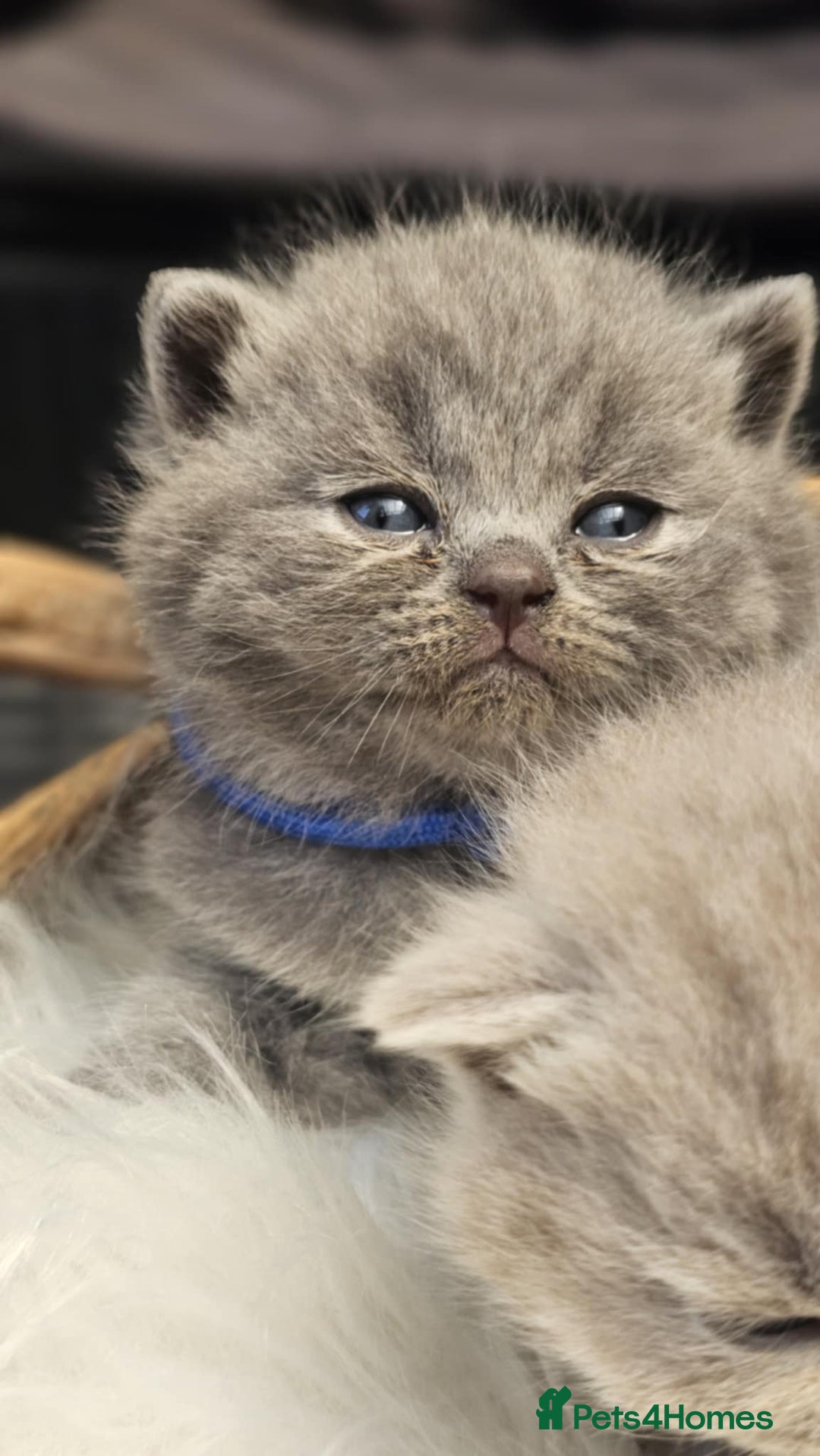 British Shorthair cats for sale: GCCF British Shorthair Kittens Champion - Image 10