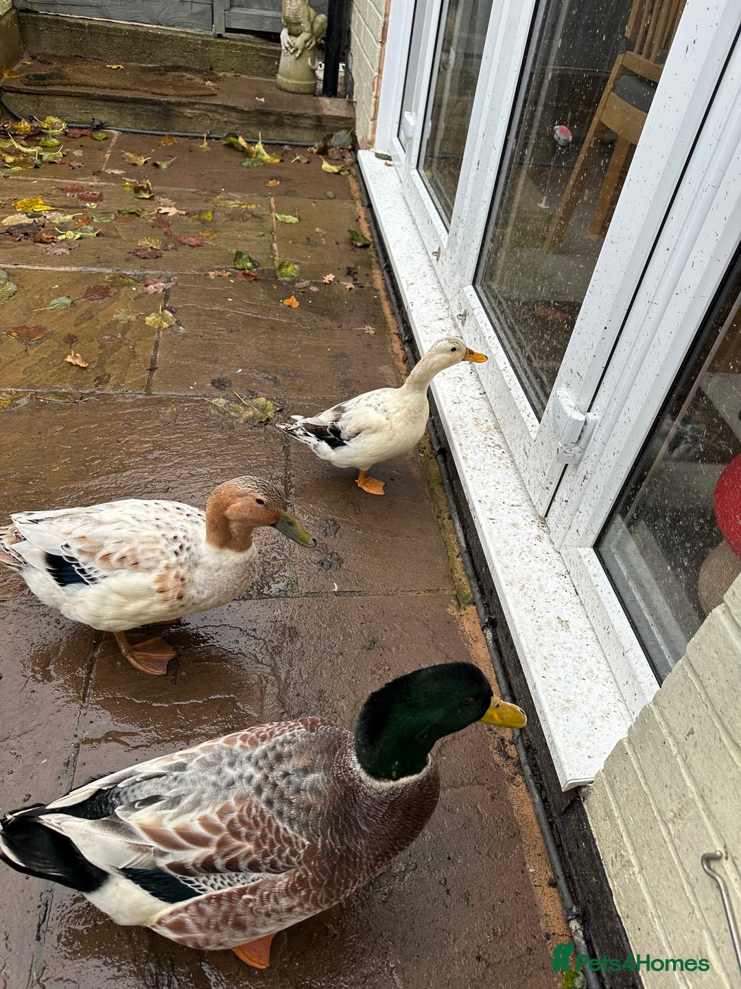 Ducks poultry for sale: Silver Dutch ducks - Advert 1