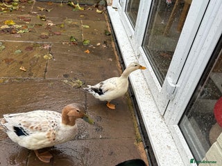 Ducks poultry Silver Dutch ducks - Advert 1