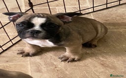 Mixed Breed dogs for sale: British bulldog x french bulldog female - Image 2