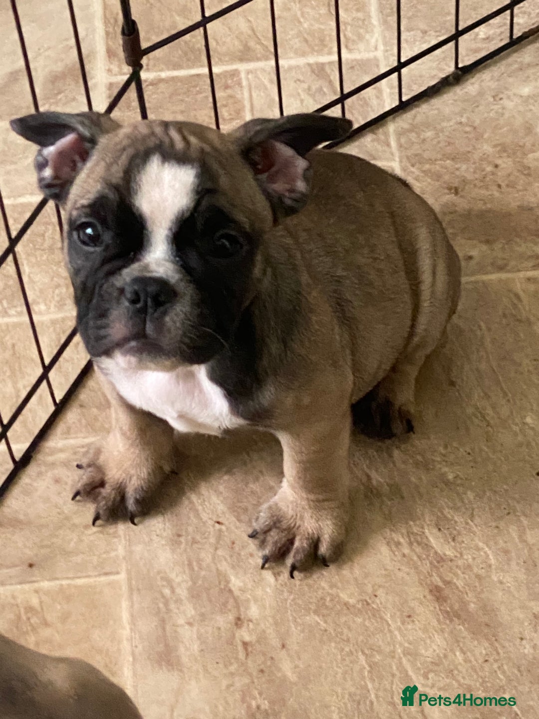 Mixed Breed dogs for sale: British bulldog x french bulldog female - Image 2