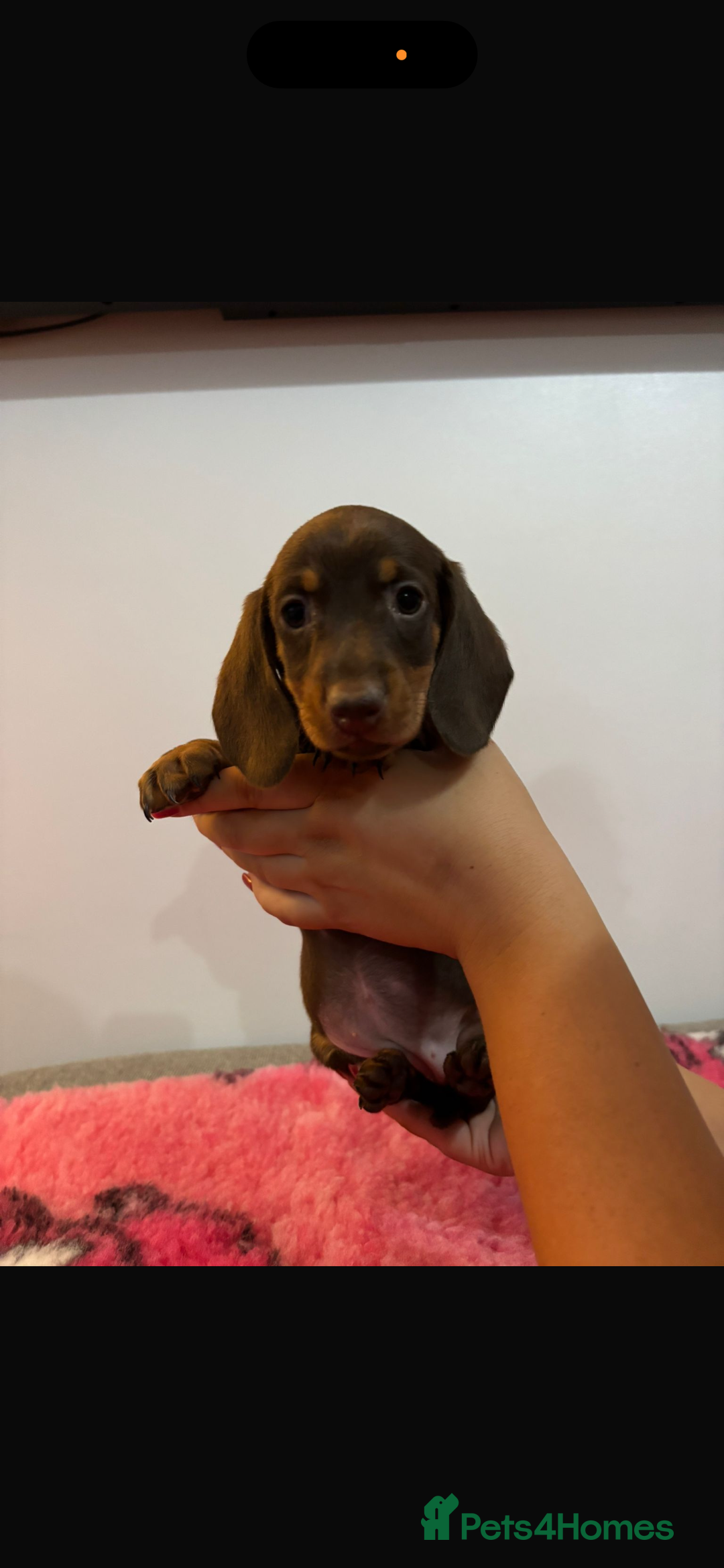 Miniature Dachshund dogs for sale: Kc registered miniature dachshunds - Advert 14