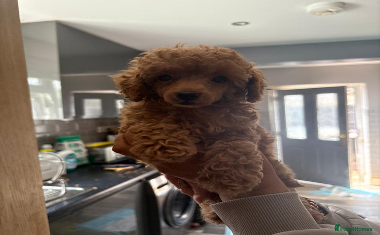 Toy Poodle dogs - Advert 1