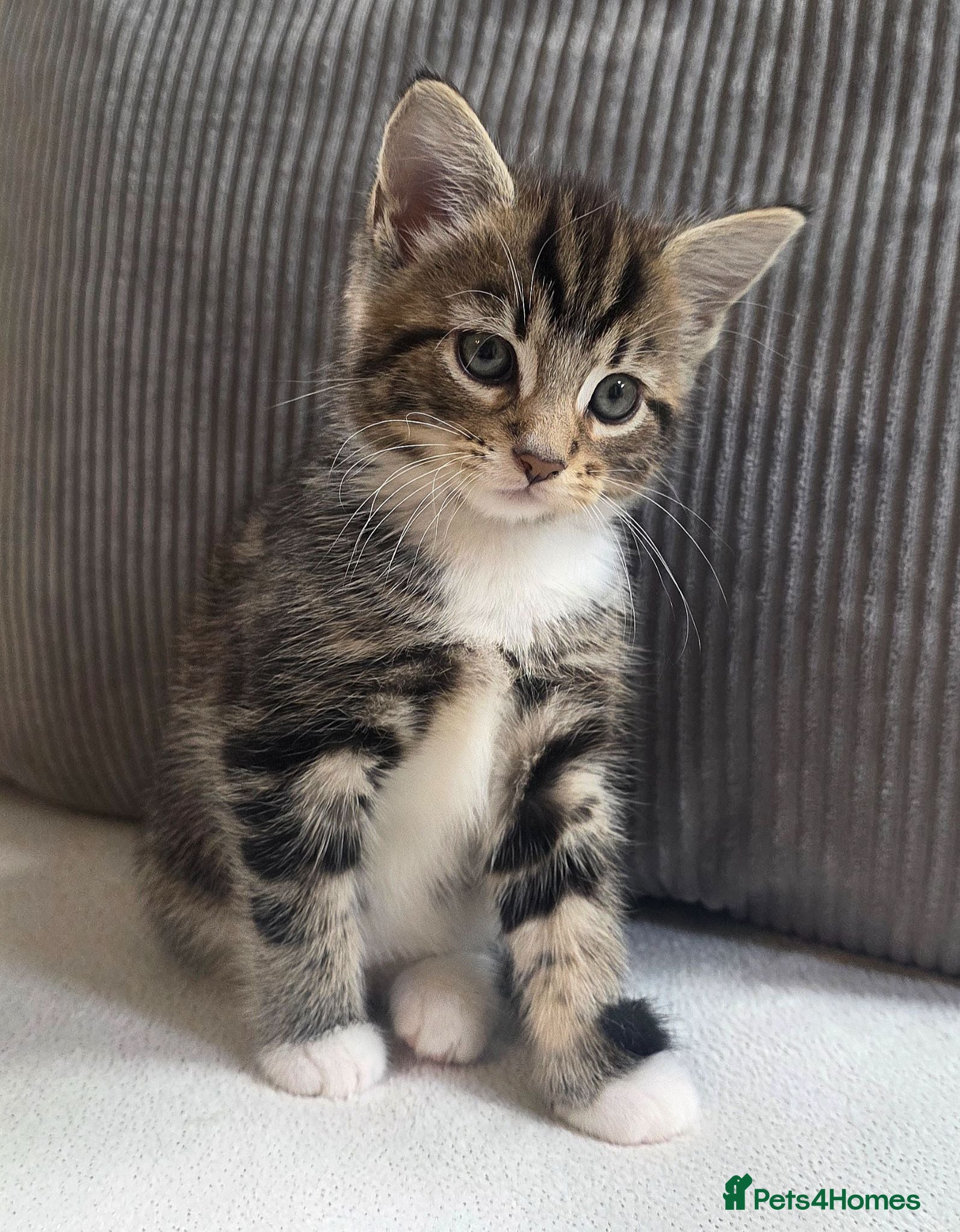 Mixed Breed cats Tabby kitten looking for her forever home - Advert 19