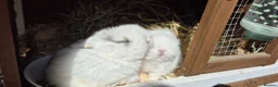 Mini Lop rabbits for sale: Gorgeous Mini Lop Baby Bunnies  - Advert 4