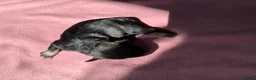 Miniature Schnauzer dogs for sale: KC Registered Miniature Schnauzer Puppies - Advert 2