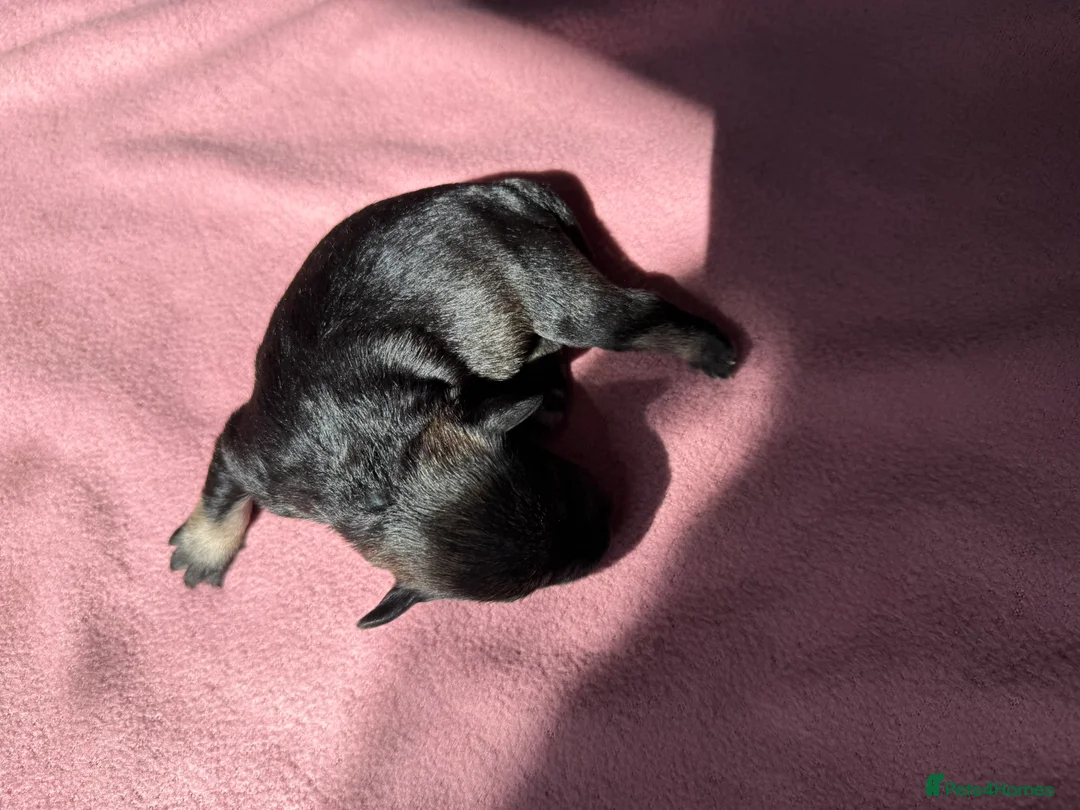Miniature Schnauzer dogs for sale: KC Registered Miniature Schnauzer Puppies - Advert 2