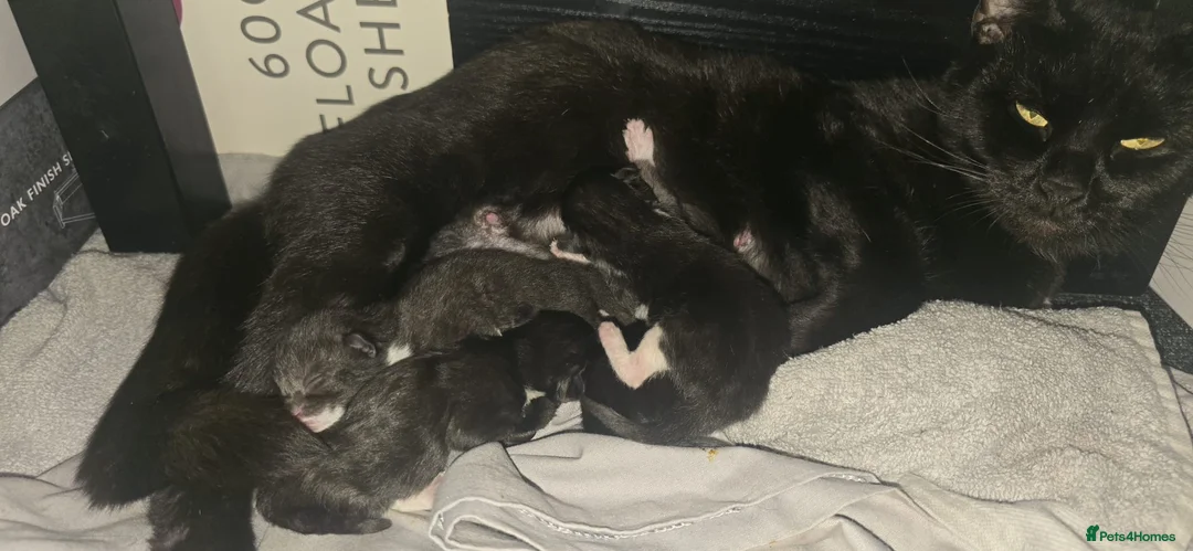 British Shorthair cats for sale: Male cat - Advert 1