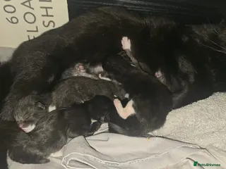 British Shorthair cats Male cat - Advert 1