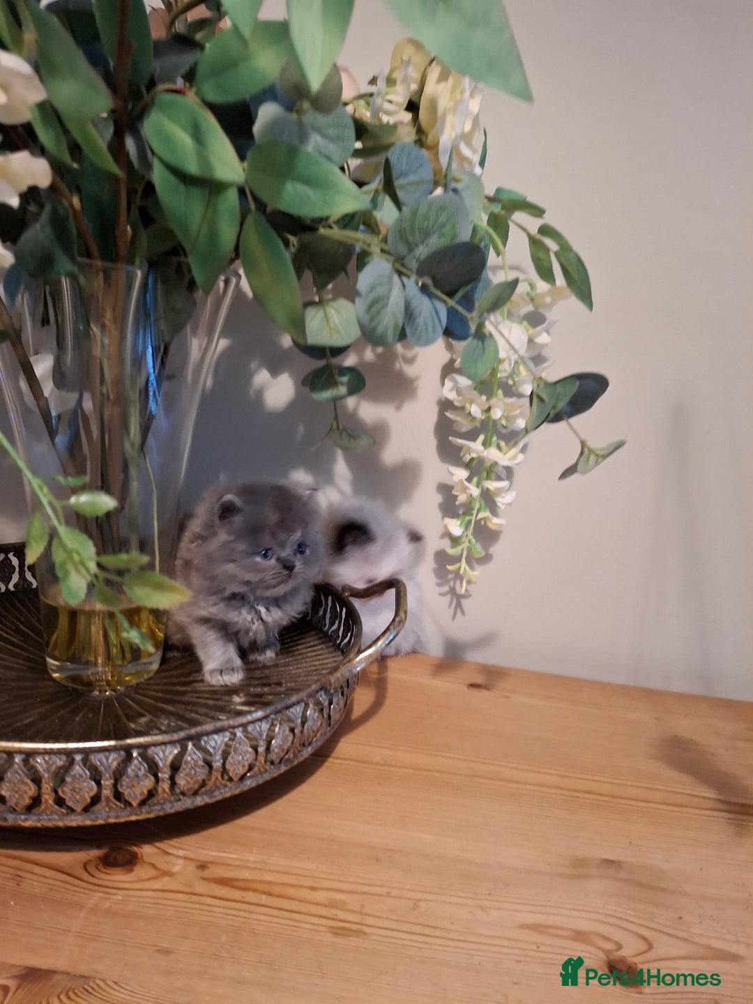 Persian cats for sale: Persian kittens - Image 16