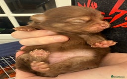 Pomchi dogs for sale:  **  Beautiful Pomchi loved & socialised  - Image 1