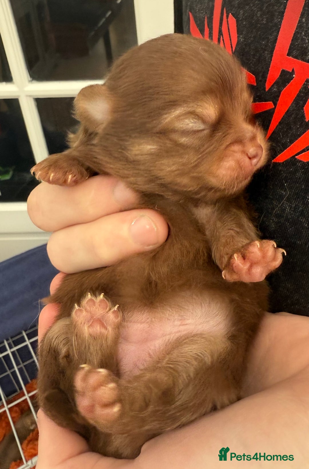 Pomchi dogs for sale:  **  Beautiful Pomchi loved & socialised  - Image 1