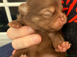 Pomchi dogs Only 3 now Beautiful Pomchi loved & socialised - Advert 10