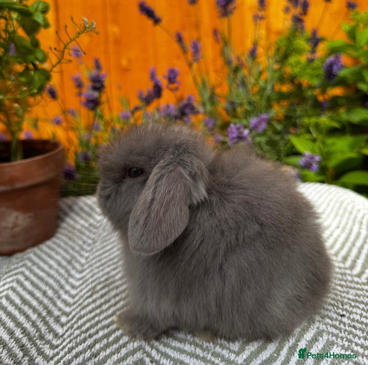 Mini Lop rabbits Minilop Rabbit For Sale. 🐰🏡 - Advert 20