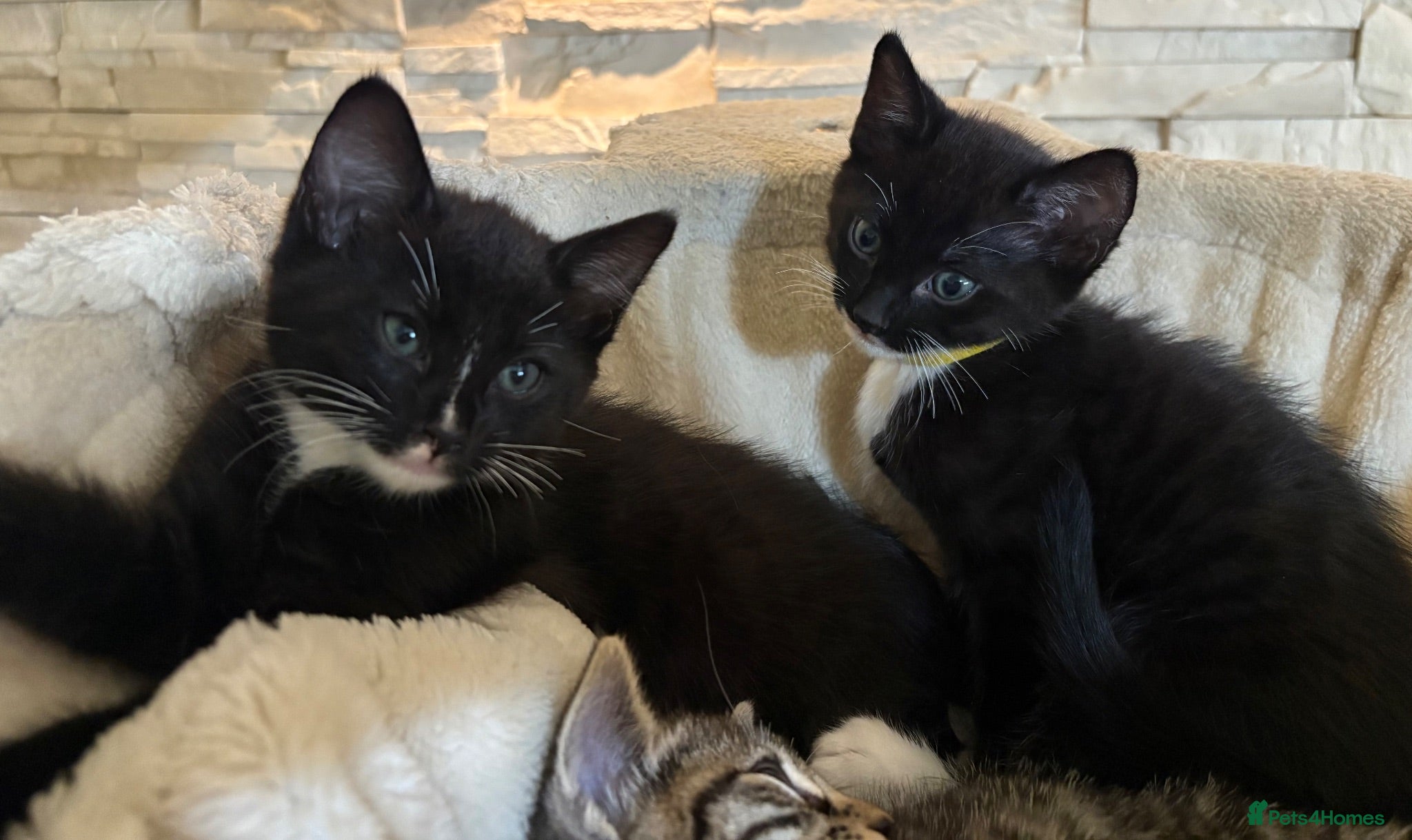 Mixed Breed cats Beautiful bengal cross *REDUCED 2 x FEMALES LEFT** - Advert 10