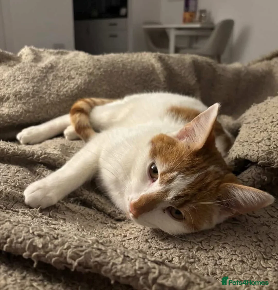 Mixed Breed cats for sale: Cat seeks home  in Castleford - Advert 3