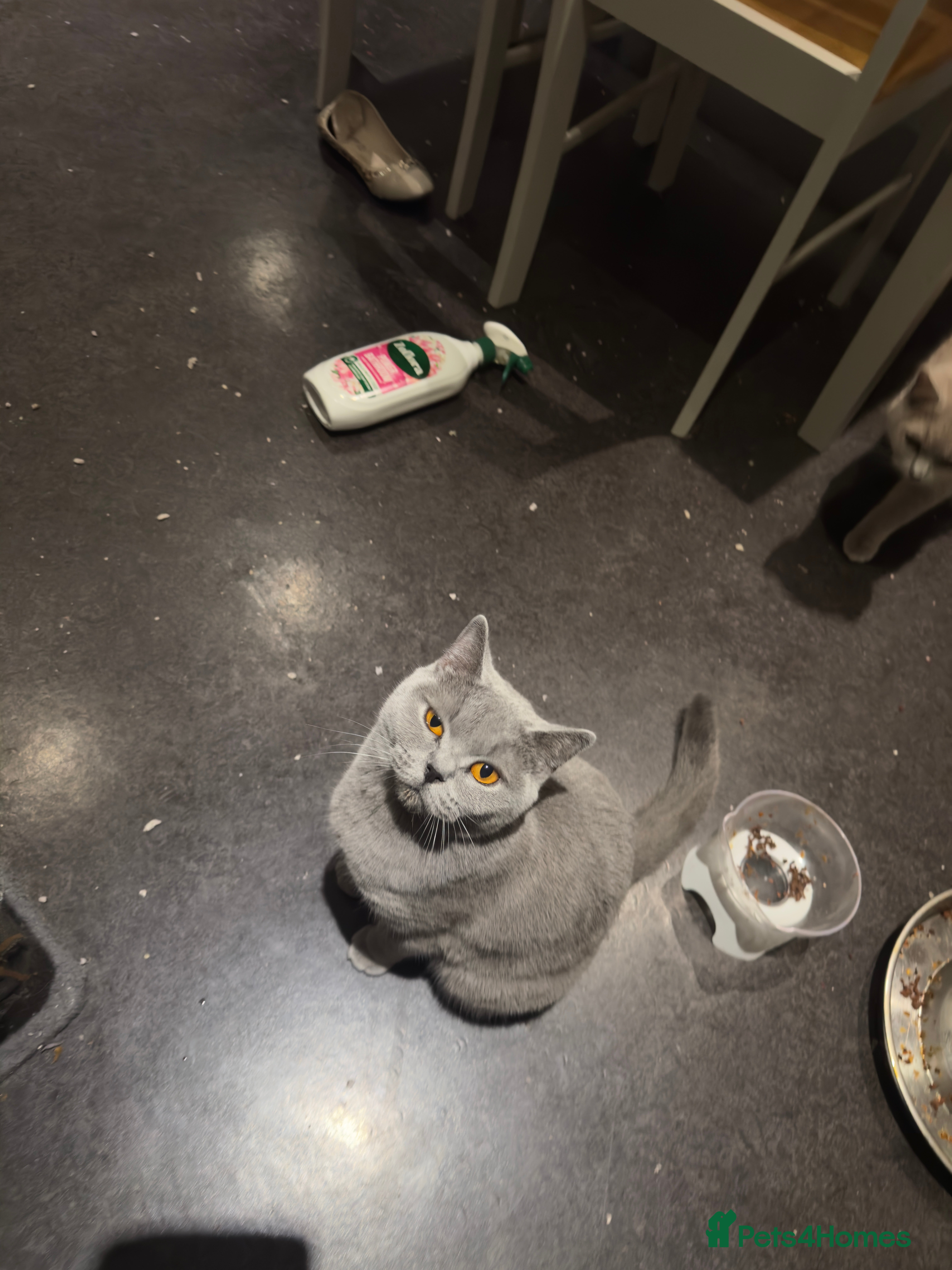 British Shorthair cats Adorable British Shorthair Kittens Family-Friendly - Advert 2