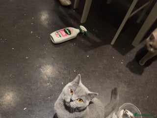 British Shorthair cats Adorable British Shorthair Kittens Family-Friendly - Advert 2