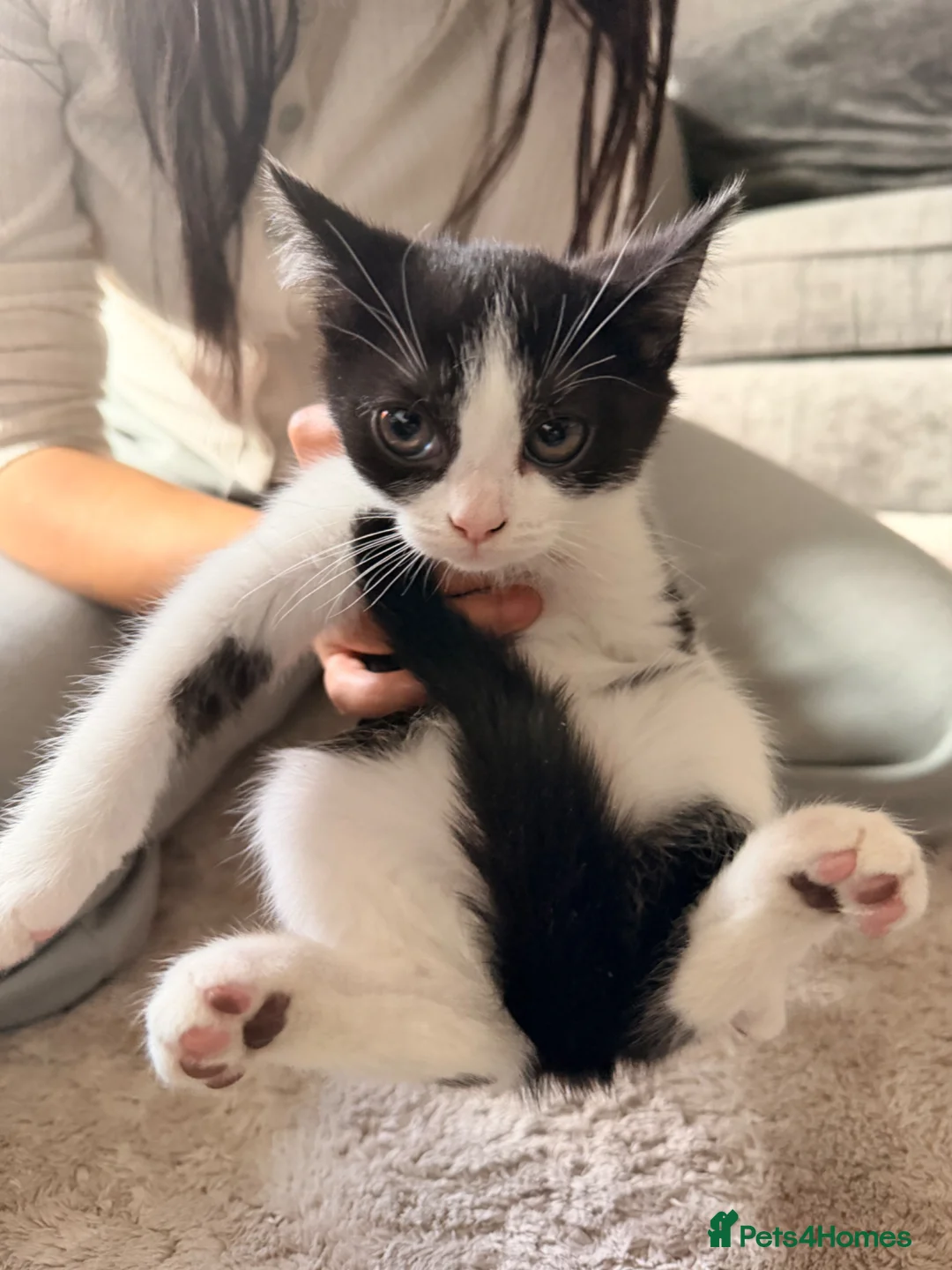 Mixed Breed cats for sale: British shorthair x mixed  - Advert 2