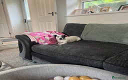 Jack Russell dogs for sale: Bonnie - Advert 10