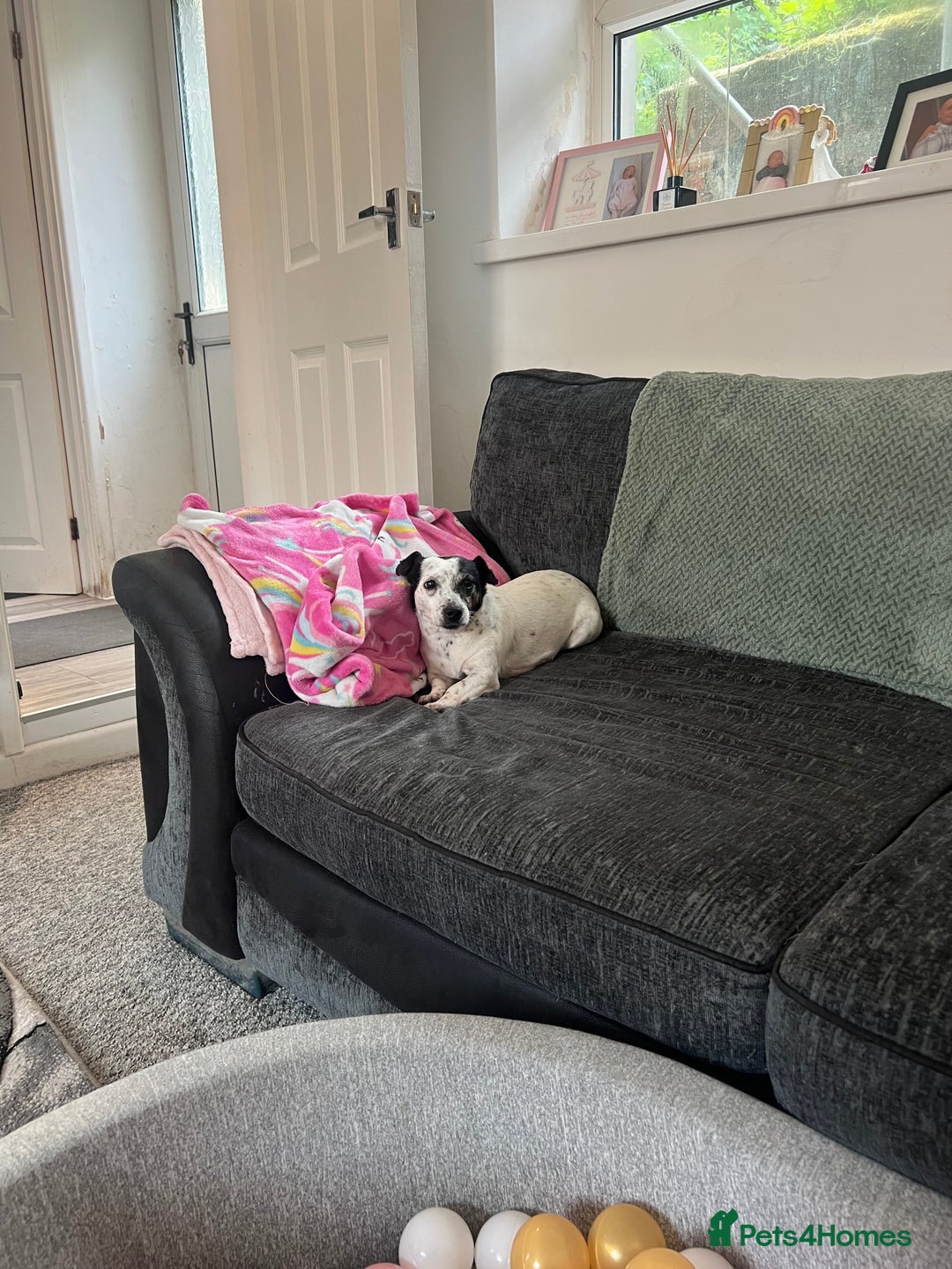 Jack Russell dogs for sale: Bonnie - Advert 10