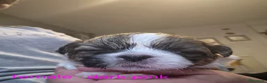 Shih Tzu 2