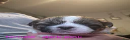 Shih Tzu dogs for sale: Shih tuz puppies  - Advert 2