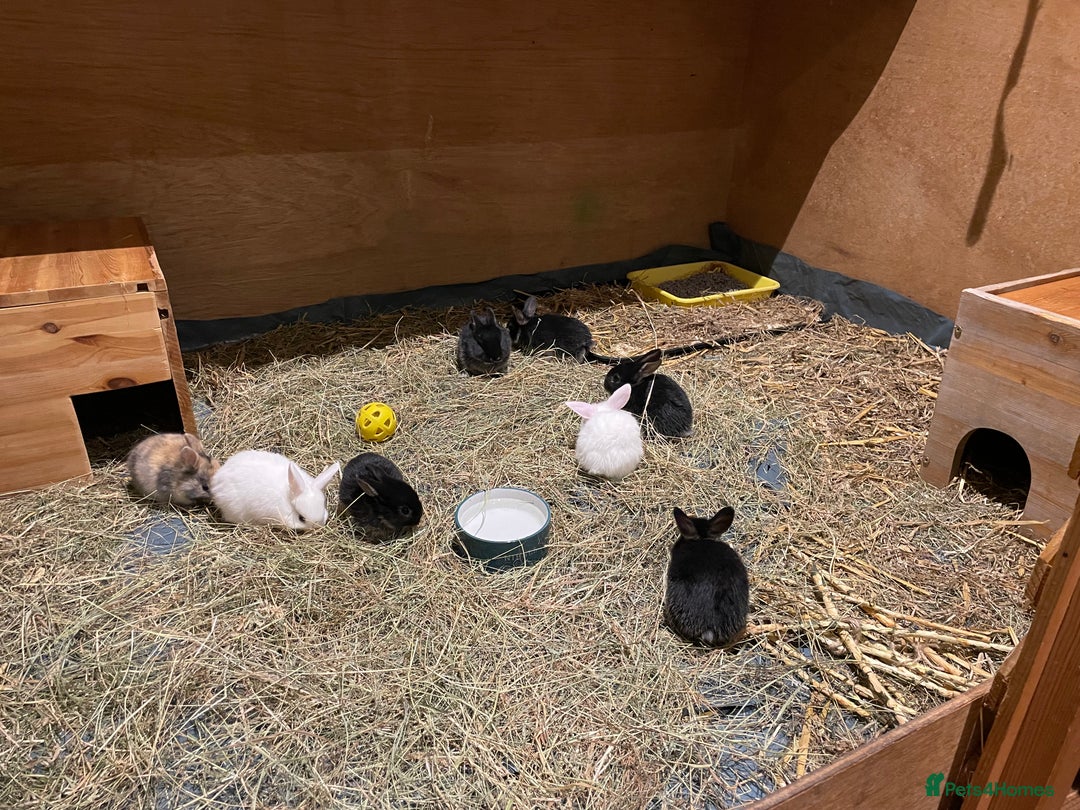 Mixed Breed rabbits for sale: Mini Lop Cross Baby Rabbits - Advert 7