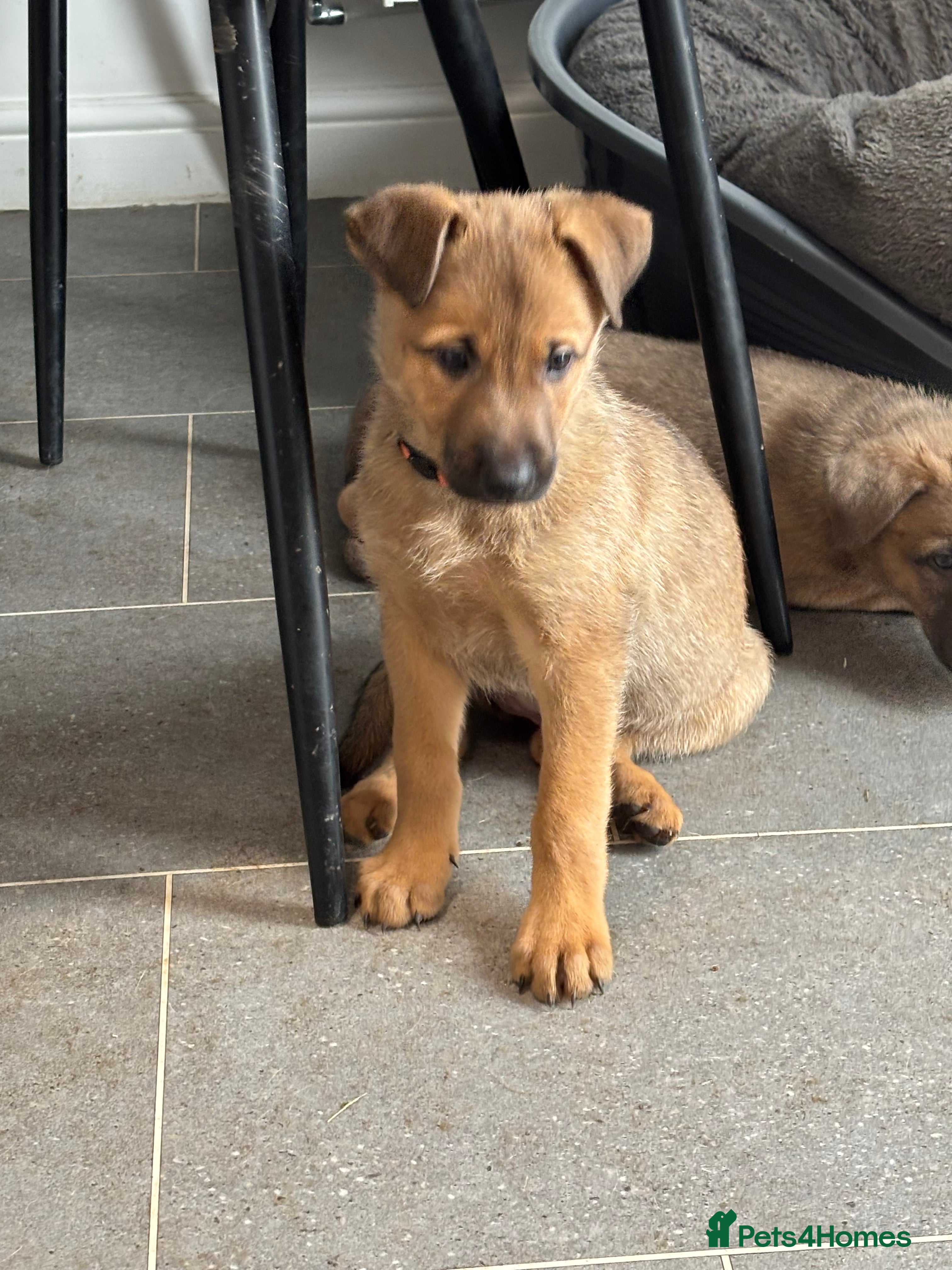 Belgian Shepherd Dog dogs Belgian Malinois cross puppies for sale.  - Advert 11