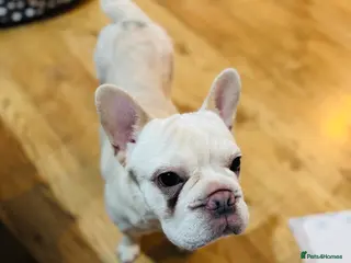 French Bulldog dogs Nela needs a new home - Advert 1