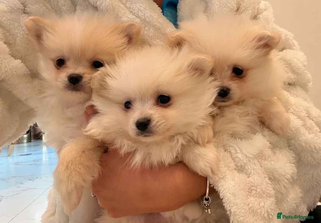 Pomeranian dogs for sale: 3 beautiful creamy/white Pomeranian puppies - Advert 12