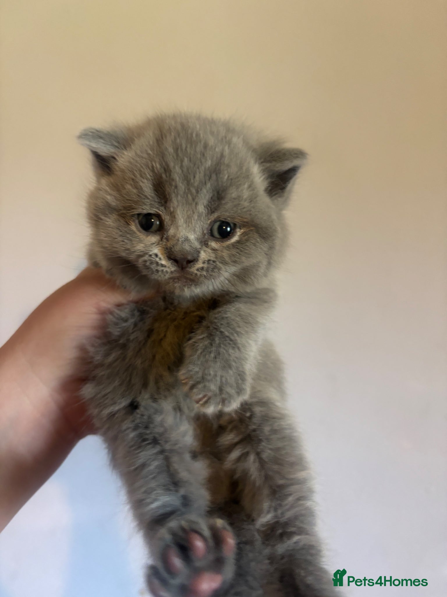 British Shorthair cats British blue shorthair kittens ready 20th June  - Advert 1